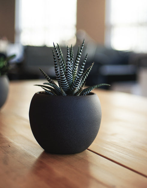 Black Planter
