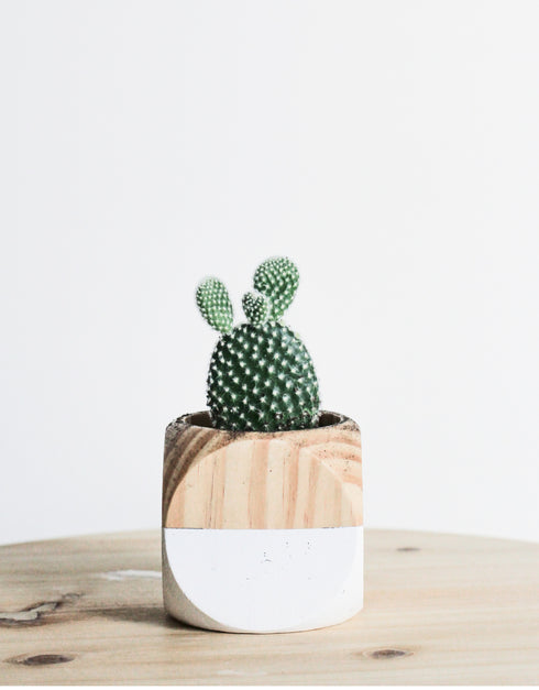 Cactus