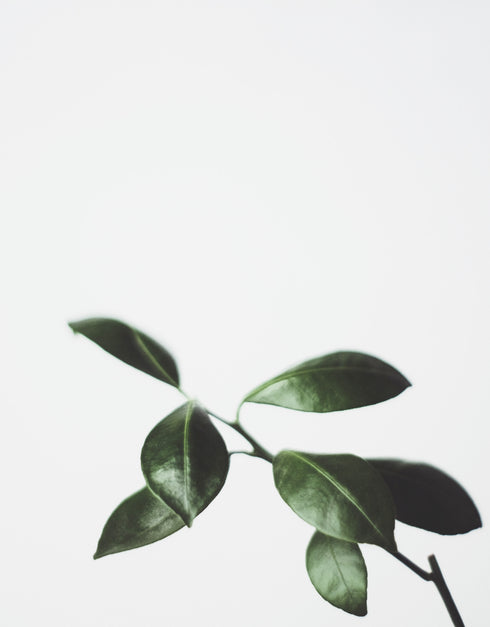 Calathea Rattlesnake