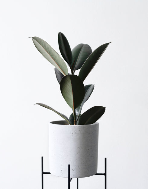 Calathea Rattlesnake