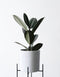 Calathea Rattlesnake