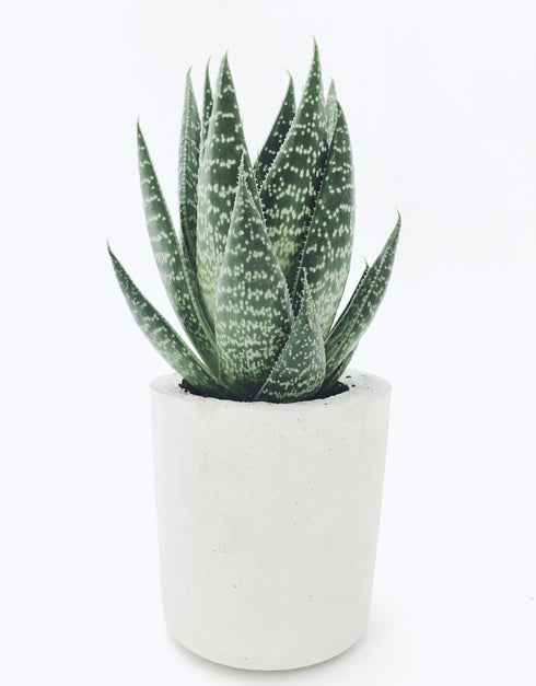 Concrete Flowerpot