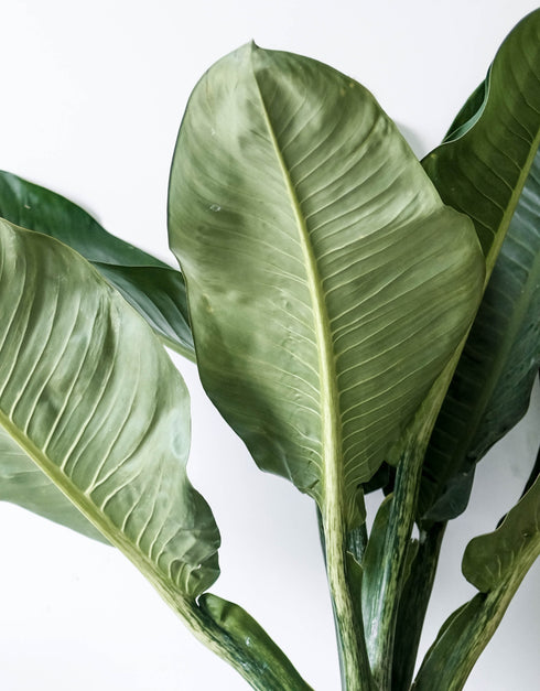 Large Fiddle Leaf Fig Bush