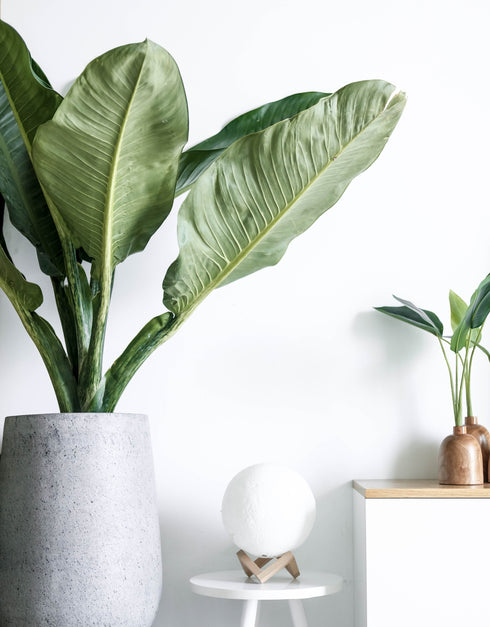 Large Fiddle Leaf Fig Bush
