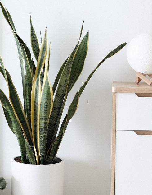 Snake Plant Laurentii