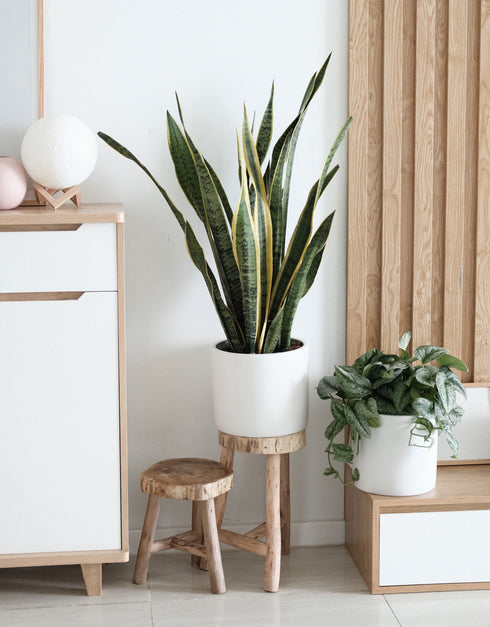 Snake Plant Laurentii