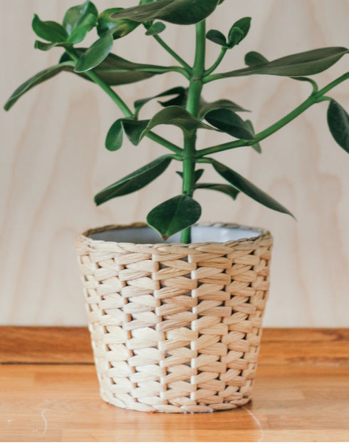 Wicker Flowerpot